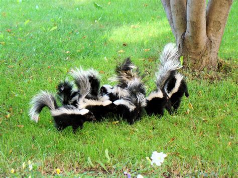 Hamilton Wildlife Removal: How Often Do Skunks Have Babies?