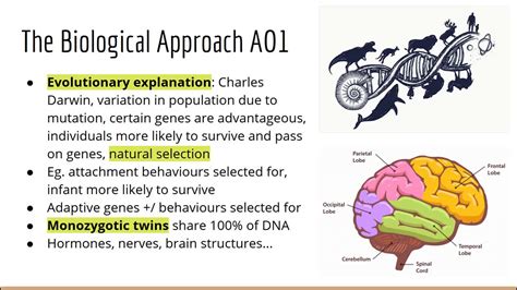 The Biological Approach To Psychology Youtube