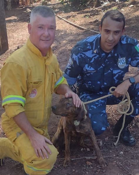 Cachorro é resgatado por bombeiros após cair de barranco de 12 metros