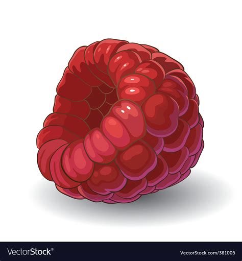 Raspberry Royalty Free Vector Image Vectorstock