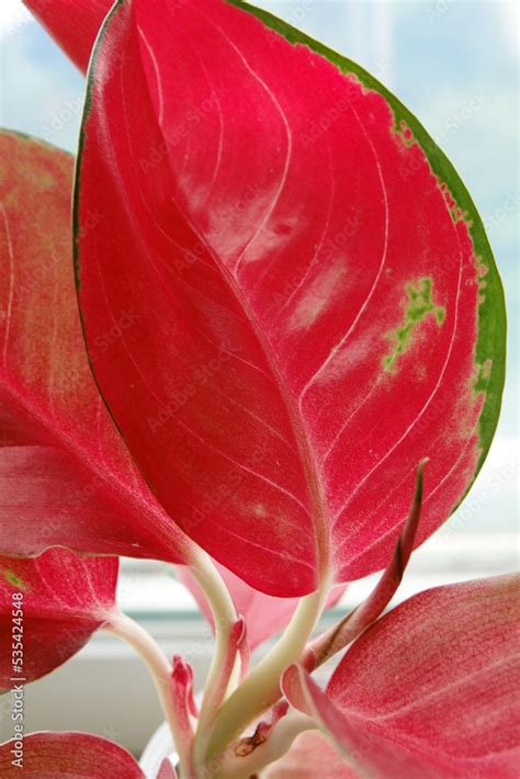 aglaonema red Stock Photo | Adobe Stock