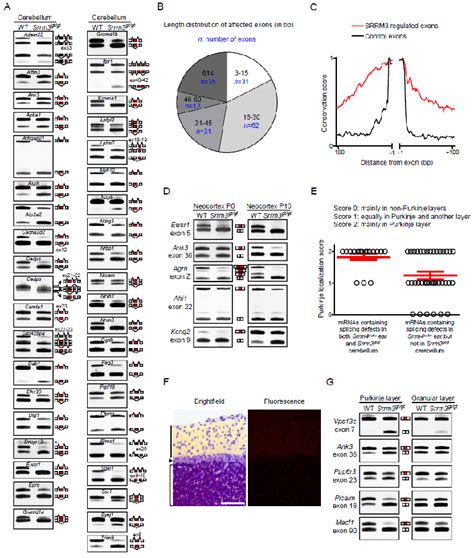 Picalm Mgi Mouse Gene Detail Mgi2385902 Phosphatidylinositol