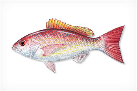 Red Snapper Vs Vermilion Snapper