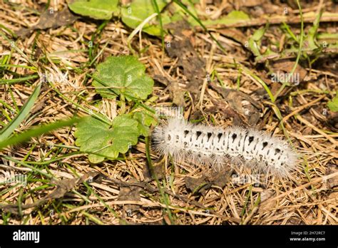 Hickory Tussock Moth Caterpillar (Lophocampa caryae Stock Photo - Alamy