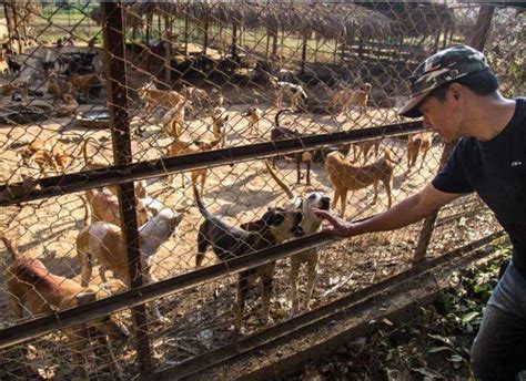 Myanmar Animal Shelter Uses Buddhist Chants to Soothe Stray Dogs ...