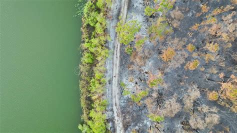 Charred Dead Vegetation Burnt Down After Wildfire Destroyed Florida