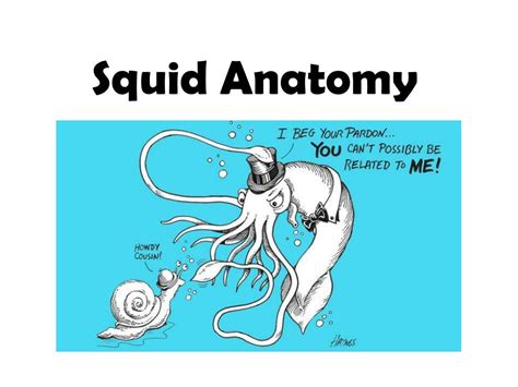 PPT - Squid Anatomy PowerPoint Presentation, free download - ID:1446124