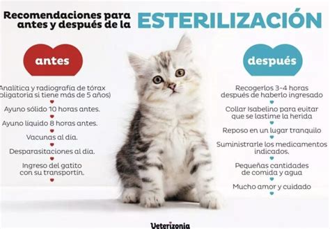 Castración de gatos machos en celo todo lo que debes saber