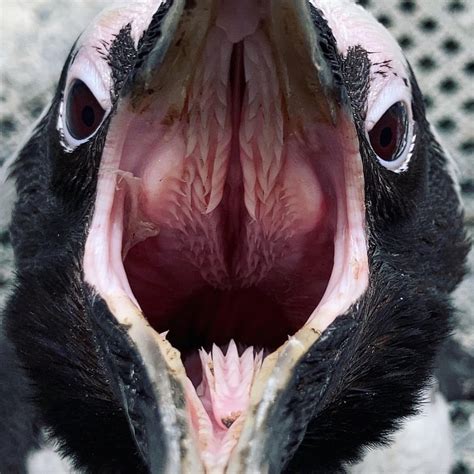 Ever see the inside of a penguin’s mouth? : penguin