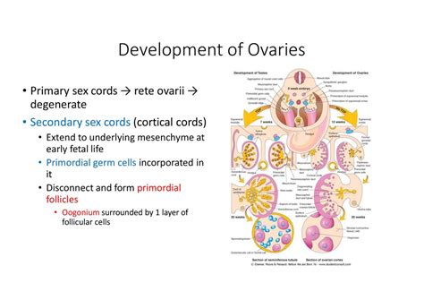 Development Of Reproductive System Ppt Download