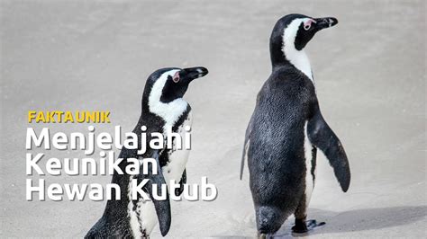 Fakta Unik Mengenai Pinguin Menjelajahi Keunikan Hewan Kutub Youtube