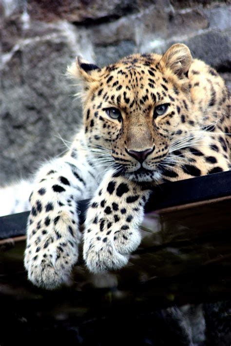 20 Kostenlose Amur Leopard Und Leopard Bilder Pixabay