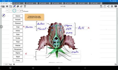 Solved Label The Parts Of A Flower Stamen Collectively The Male