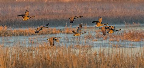 Canada Geese Flight At Sunrise Photograph By Morris Finkelstein Pixels