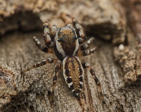 White Cheeked Jumping Spiders From Preservation Park On May At