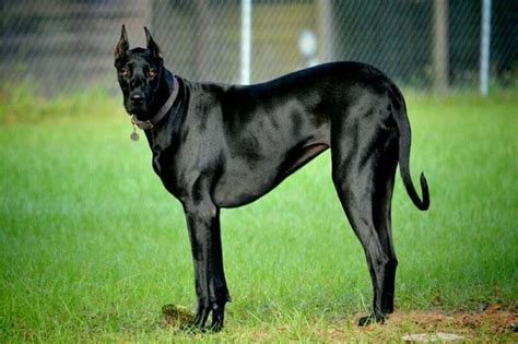 Top 10 Awesome Doberman Mix breeds (Cross breeds)