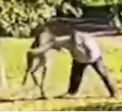 Kangaroo attacks and kills man, 77, who tried to keep it as a pet