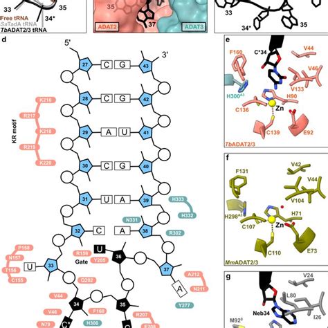 The Interaction Of The Trna Anticodon Stem Loop With Adat A The