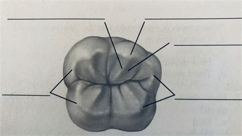 Sample Drawings Tooth Morphology Nbkomputer