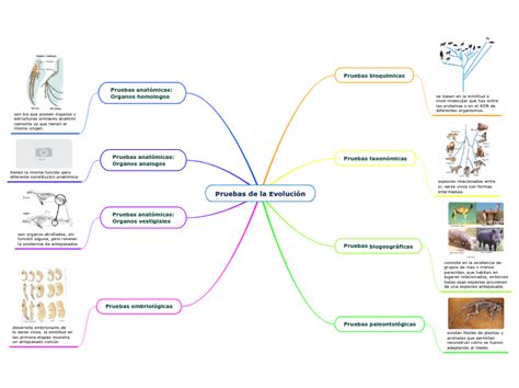 Pruebas De La Evolución Mind Map