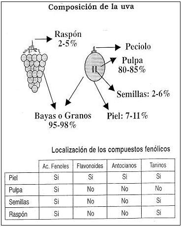 Viticultura De Calidad Factores Que Afectan Al Contenido De Compuestos