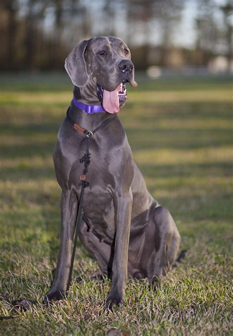 Great Dane And Lab Mix Puppies