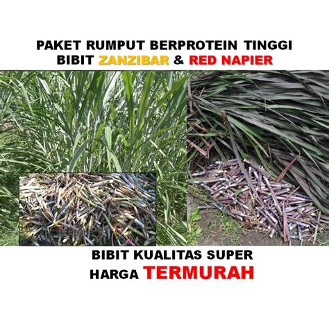 Jual Bibit Pakan Ternak Unggul Rumput Zanzibar Red Napier Kualitas