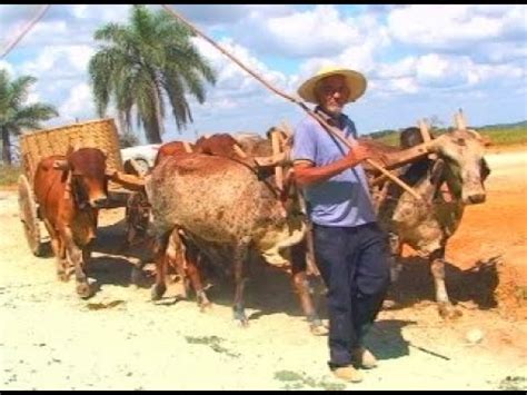 Em Cedro Do Abaet Os Encontros De Carros De Bois Preservam Antiga