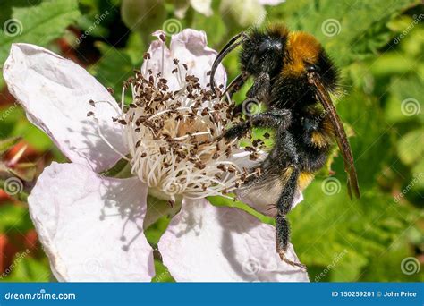 A Bee Sucking Nectar From A Flower Stock Image Image Of Floral Pink