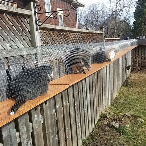 Diy Outdoor Cat Run At Angela Walls Blog