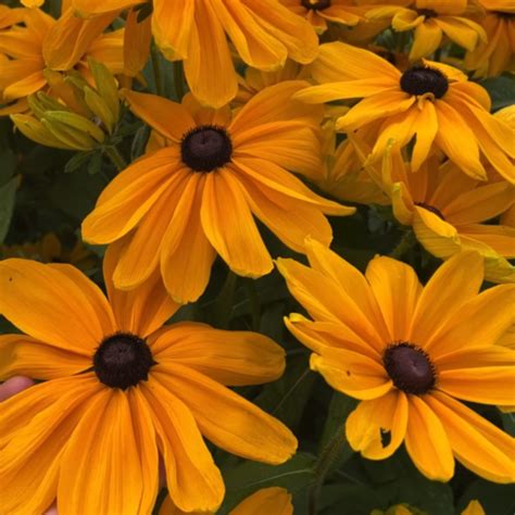 Black Eyed Susan Indian Summer Gardener S Workshop