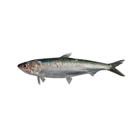 European pilchard - Alchetron, The Free Social Encyclopedia