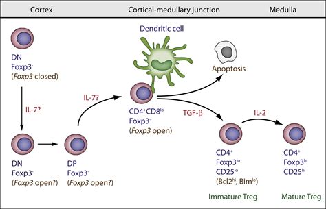 Interleukin 2 Receptor Signaling At The Interface Between Tolerance