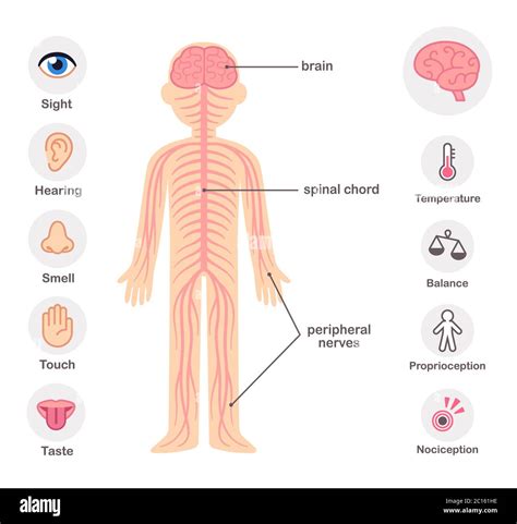 Albums Pictures How Many Nerves Are In The Human Brain Stunning