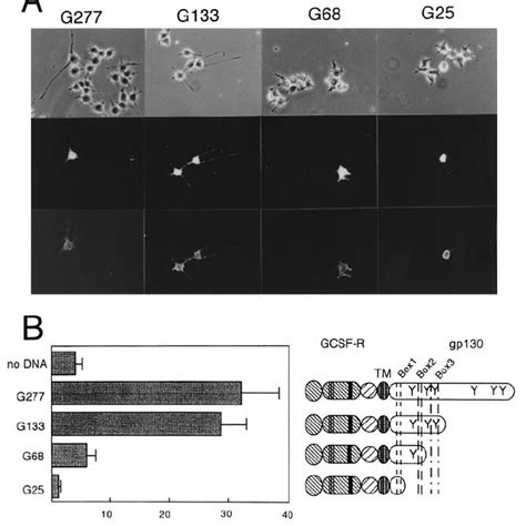 Induction Of Neurite Outgrowth By G Csf Stimulation In Pc Cells