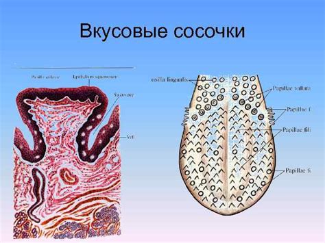 АНАТОМИЯ ПОЛОСТИ РТА Лекция чл корр РАЕ проф