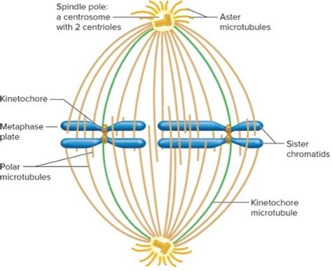 Chapter 6 Mitosis Meiosis Flashcards Quizlet