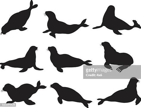 Hooded Seal High Res Vector Graphics Getty Images