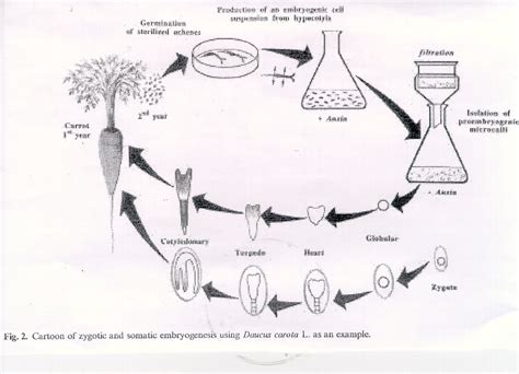 Plant Tissue Culture Diagram