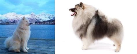 Samoyed Vs Keeshond Breed Comparison Mydogbreeds