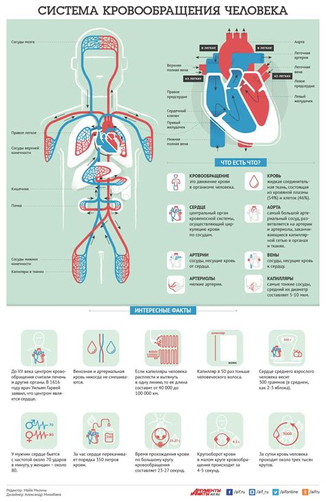 Кровообращение человека | Anatomy and physiology, Fitness biology, Anatomy