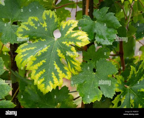 Interveinal Chlorosis Caused By Iron Or Nitrogen Deficiency On A Grape