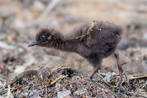 Weka | Life Span, Seed Dispersal, Conservation, & Facts | Britannica