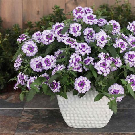 Growing Trailing Verbena How To Care For Verbena Canadensis