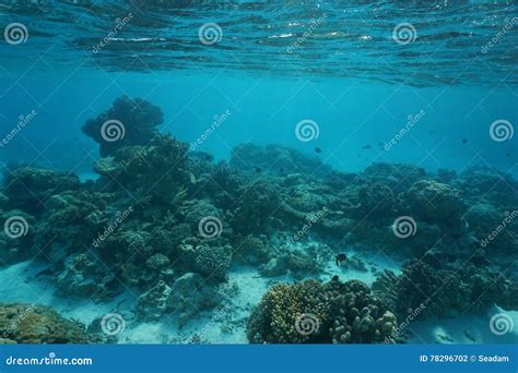 Underwater Ocean Coral Reef Shallow Ocean Floor Stock Photo - Image of ...