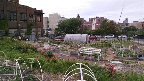 Bronx Farm Helps Refugees Put Down Roots Urban Omnibus