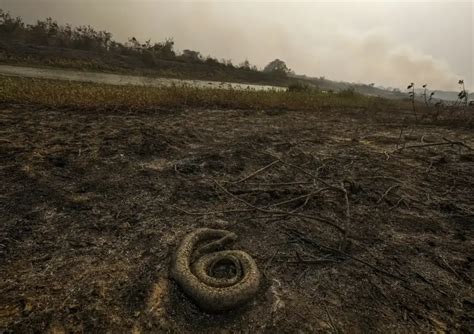 Previs O De Seca Rigorosa E Alto Risco De Inc Ndios Alerta Para Fauna