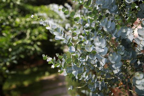 300개 이상 무료 Eucalyptus 및 유칼립투스 사진 Pixabay