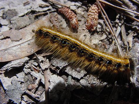 Eastern Tent Caterpillar Moth Audubon