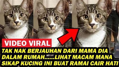 TAK NAK JAUH DARI MAMA DIA DALAM RUMAH LIHAT MACAM MANA SIKAP KUCING